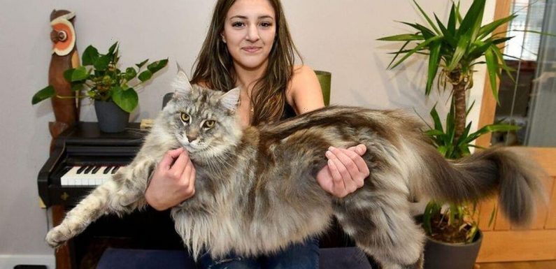 This one-metre-long family cat is bigger than some dogs