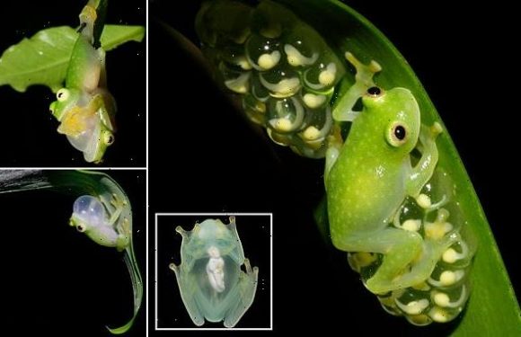 Transparent frogs can HIDE their red blood cells while sleeping