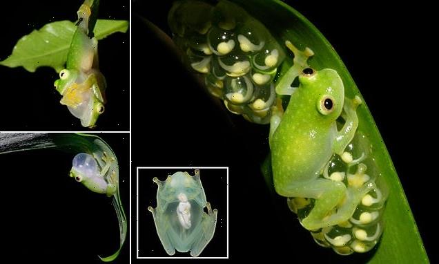 Transparent frogs can HIDE their red blood cells while sleeping