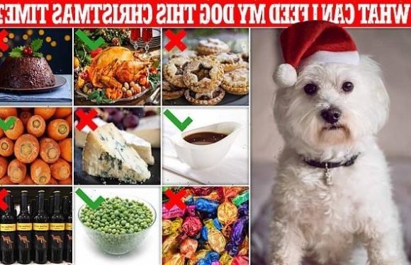 Vets reveal the Christmas foods that can be TOXIC for pets