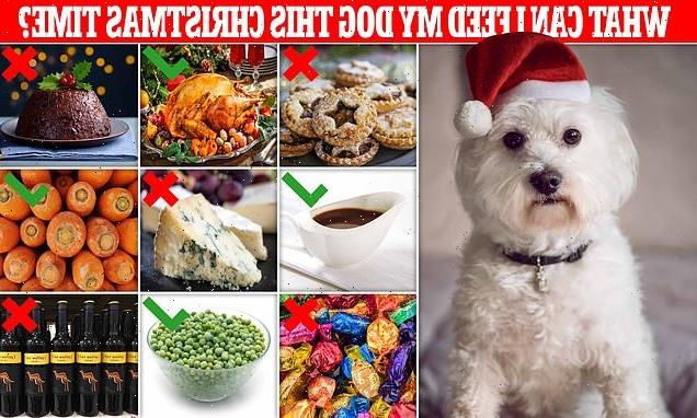 Vets reveal the Christmas foods that can be TOXIC for pets