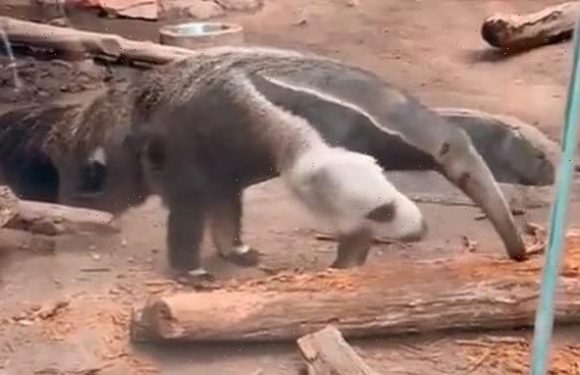 Bizarre video appears to show an anteater with two HEADS