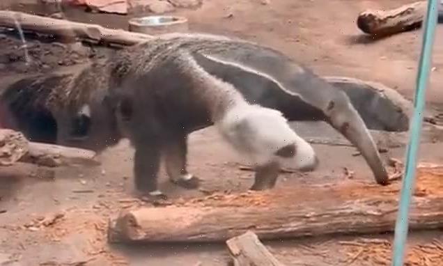 Bizarre video appears to show an anteater with two HEADS