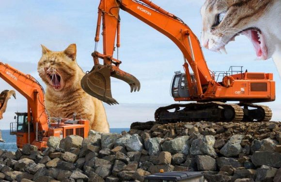 Calendar of giant cat attacks released by army to promote ‘engineering success’