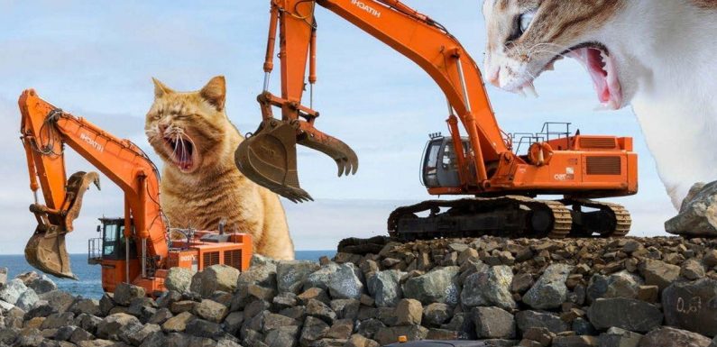 Calendar of giant cat attacks released by army to promote ‘engineering success’