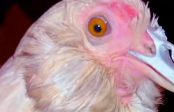 Chicken who had face ripped off in brutal attack eats again with 3D-printed beak