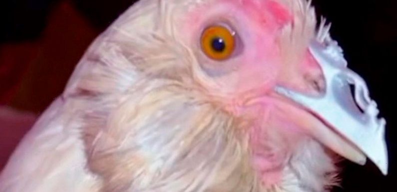 Chicken who had face ripped off in brutal attack eats again with 3D-printed beak