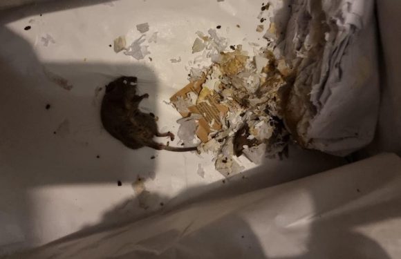 Dad left ‘sick’ after finding two dead mice in ‘disgusting’ Amazon shoebox order