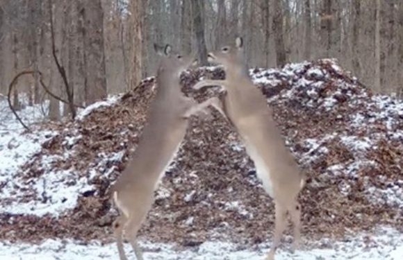 Deer high on nitrous oxide ‘lose their minds’ and go crazy on leaf pile fumes