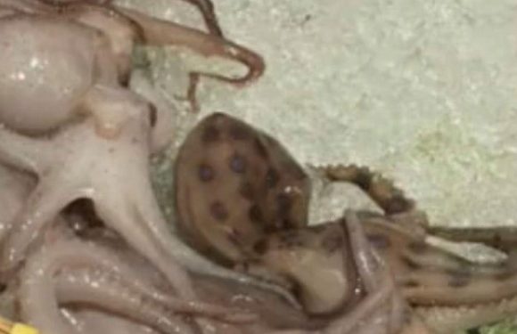 Diner served deadly octopus with enough venom to kill 26 adults at restaurant