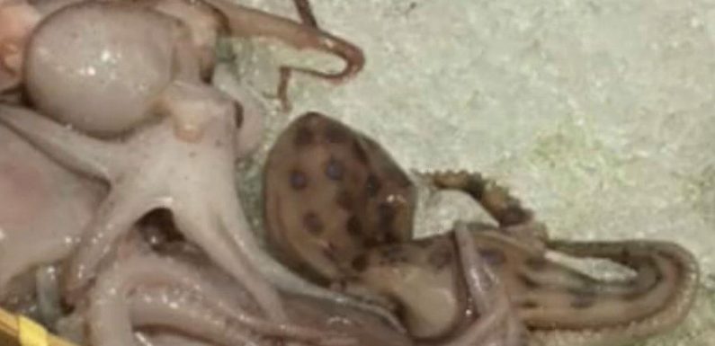 Diner served deadly octopus with enough venom to kill 26 adults at restaurant