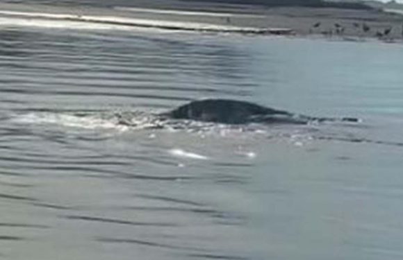 Eagle-eyed locals in US claim they’ve spotted Loch Ness Monster