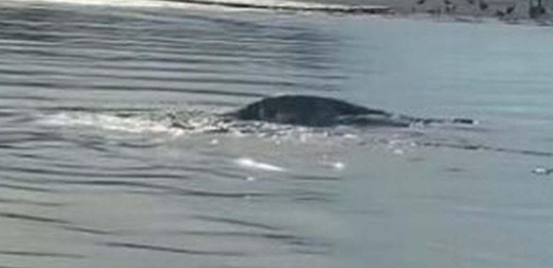 Eagle-eyed locals in US claim they’ve spotted Loch Ness Monster