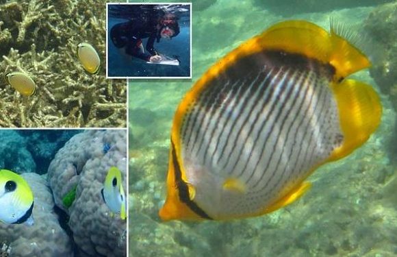 Fish find it harder to identify competitors after mass coral bleaching