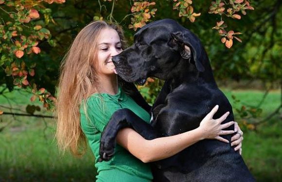 Gentle giants! Heavy dogs LESS likely to be aggressive, study finds