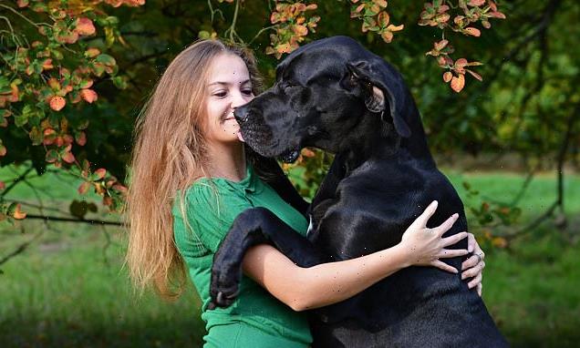 Gentle giants! Heavy dogs LESS likely to be aggressive, study finds