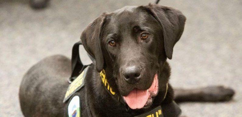 Hero ‘USB-sniffing dog’ dies after putting numerous sex offenders behind bars