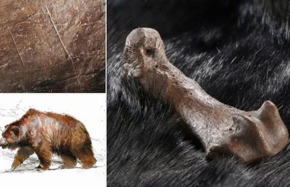 Humans were skinning bears for fur 320,000 years ago, study says