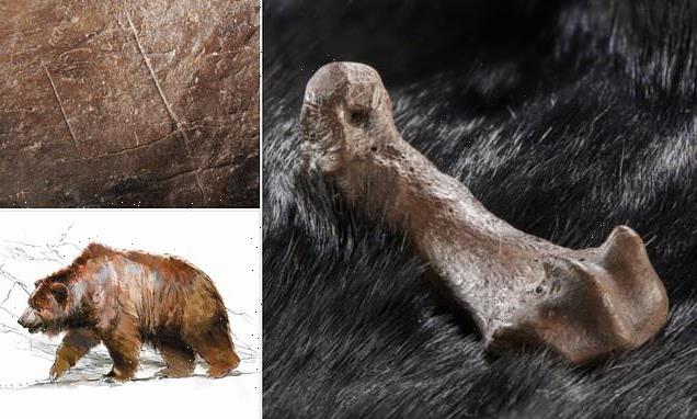 Humans were skinning bears for fur 320,000 years ago, study says