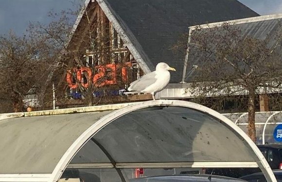 ‘I was mugged at Tesco by a seagull in scene like Alfred Hitchcock’s The Birds’