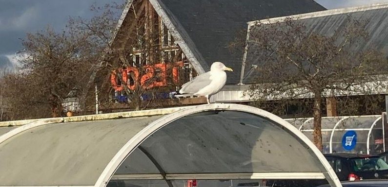 ‘I was mugged at Tesco by a seagull in scene like Alfred Hitchcock’s The Birds’