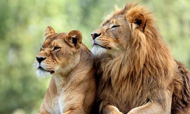Lioness killed 'almost instantly' after being attacked by lion