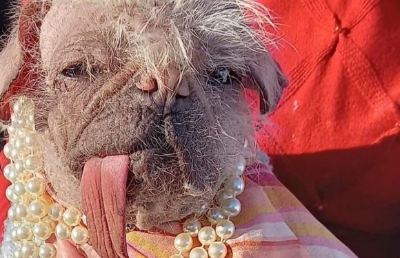 Meet Britain’s ugliest dog with droopy tongue and who was ‘last on the shelf’