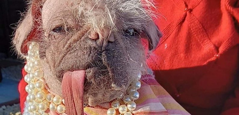 Meet Britain’s ugliest dog with droopy tongue and who was ‘last on the shelf’