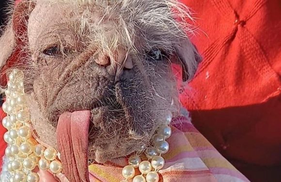 Meet UK’s ugliest dogs including one who makes people ‘lost for all words’