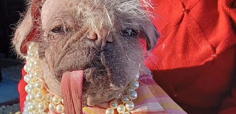 Meet UK’s ugliest dogs including one who makes people ‘lost for all words’