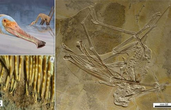 Pterosaur with more than 400 teeth unearthed in Germany