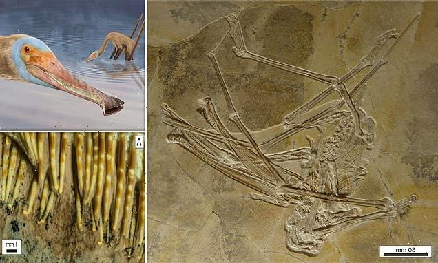 Pterosaur with more than 400 teeth unearthed in Germany