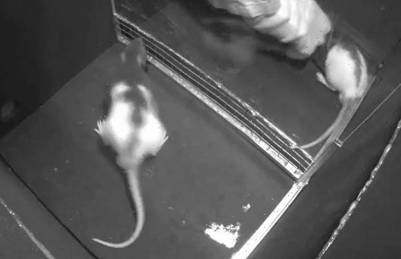 Rats do 'joy jumps' when watching others get tickled, study shows