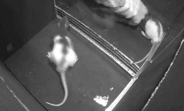 Rats do 'joy jumps' when watching others get tickled, study shows