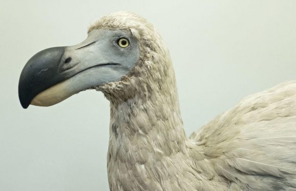 Stem cell and gene editing technology could bring back extinct Dodo