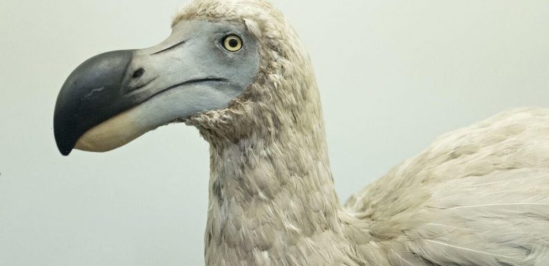 Stem cell and gene editing technology could bring back extinct Dodo