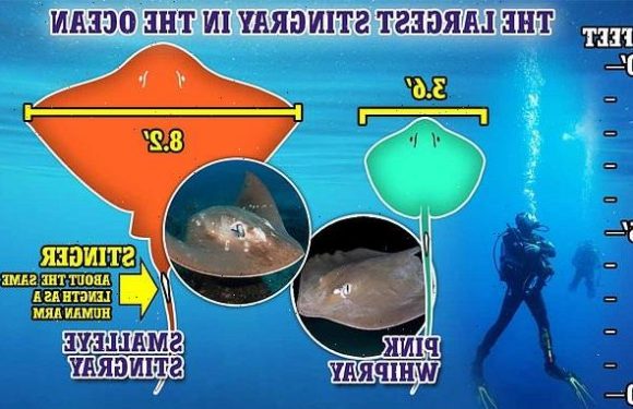 Stingrays up to 10 FEET long are tagged in the wild for the first time