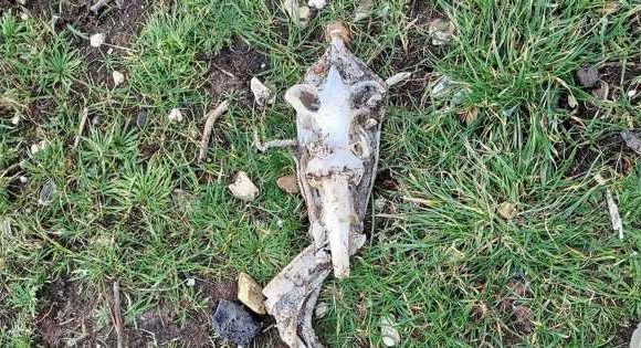 Terrifying ‘alien face hugger’ found by dog walker washed up on UK beach