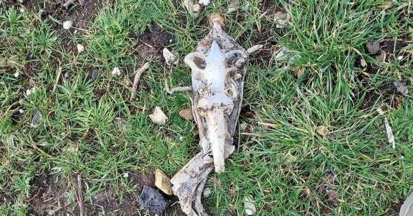Terrifying ‘alien face hugger’ found by dog walker washed up on UK beach