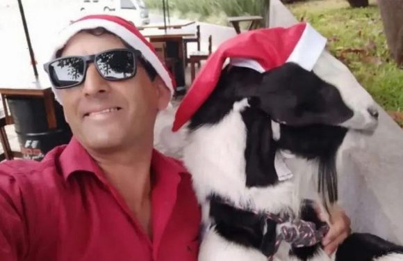 Thief steals goat dressed as Santa and trying to flog to owner’s brother