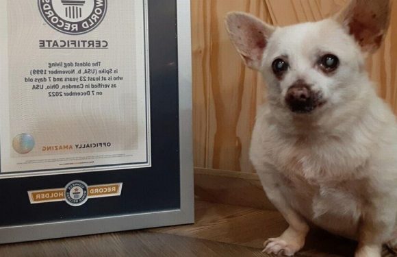 ‘World’s oldest dog’ is tiny 23-year-old pooch who scoffs Doritos and sausages