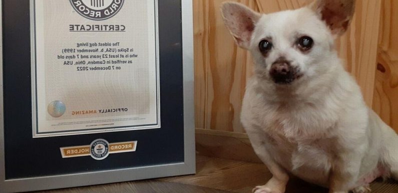 ‘World’s oldest dog’ is tiny 23-year-old pooch who scoffs Doritos and sausages