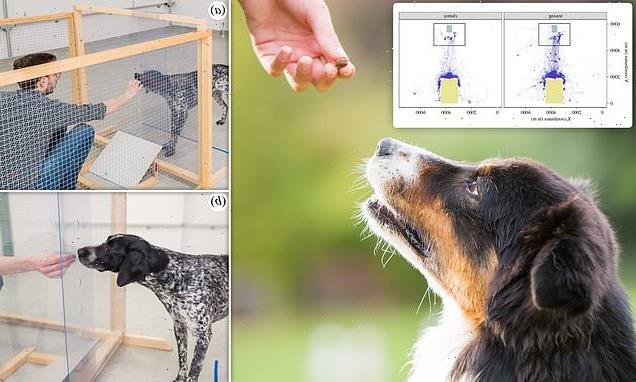 Your dog can tell if you're cruel or just clumsy, study finds