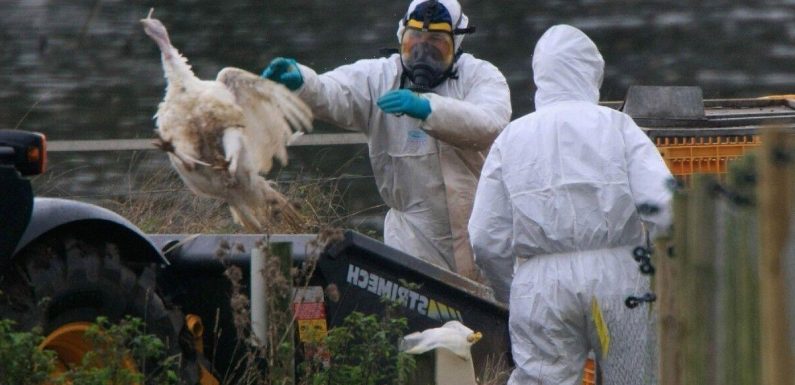Avian flu ‘concern’ as virus jumps to mammals sparking new tests