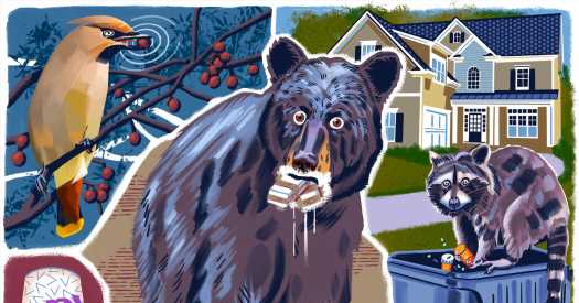 Cocaine Bear, Meet Cannabis Raccoon and McFlurry Skunk