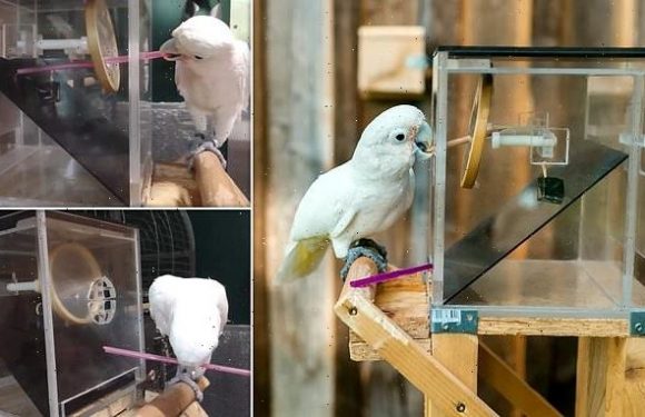 Cockatoos pass the 'tool kit test' to get hard-to-reach food