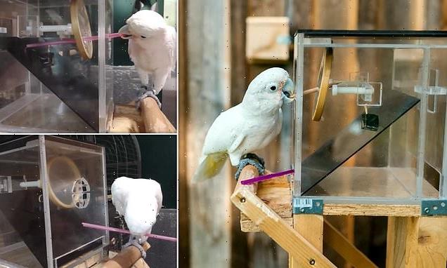 Cockatoos pass the 'tool kit test' to get hard-to-reach food