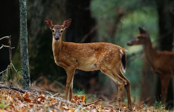 Deer found carrying old Covid variants no longer in human circulation