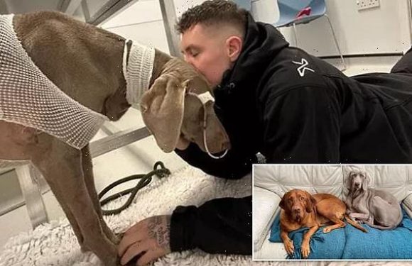 Dog owner facing £20,000 vet bills says he will 'sell his house'