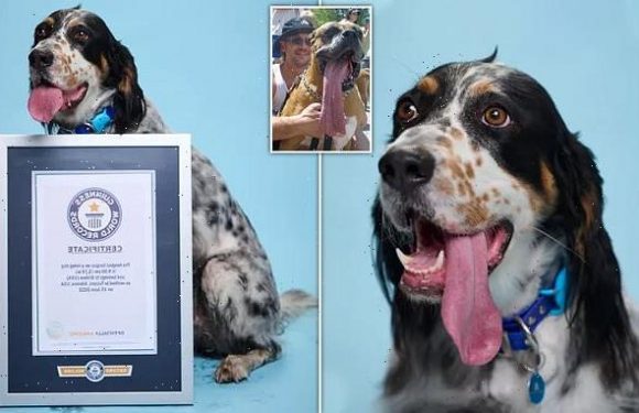 English Setter claims the world record for dog with the longest TONGUE